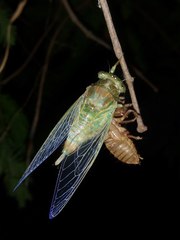 Cryptotympana atrata