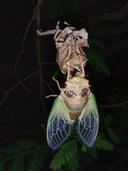 Cryptotympana atrata