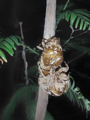 Cryptotympana atrata