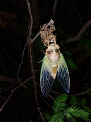 Cryptotympana atrata