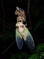 Cryptotympana atrata