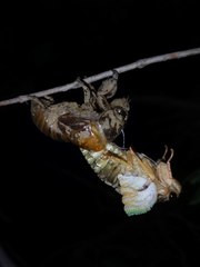 Cryptotympana atrata