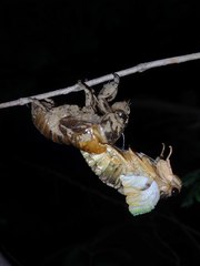 Cryptotympana atrata