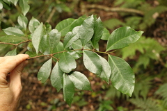 Phaleria chermsideana