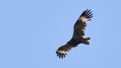 Hamirostra melanosternon