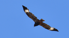 Hamirostra melanosternon