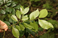 Phaleria chermsideana