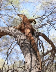 Varanus panoptes rubidus