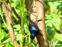 Cinnyris asiaticus