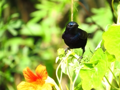 Cinnyris asiaticus