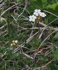 Androsace chamaejasme