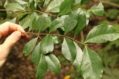 Phaleria chermsideana