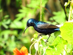 Cinnyris asiaticus