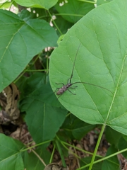 Monochamus titillator