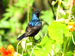 Cinnyris asiaticus