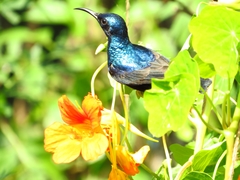 Cinnyris asiaticus