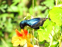 Cinnyris asiaticus
