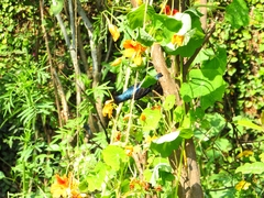 Cinnyris asiaticus