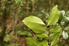 Phaleria chermsideana