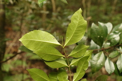 Phaleria chermsideana