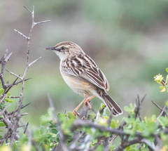 Cisticola aridulus