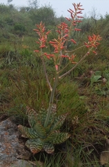 Aloe lettyae