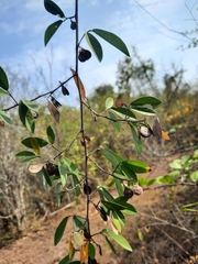 Dendrolobium lanceolatum