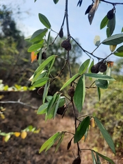 Dendrolobium lanceolatum