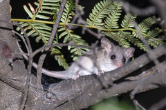 Cercartetus lepidus