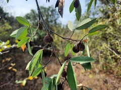 Dendrolobium lanceolatum
