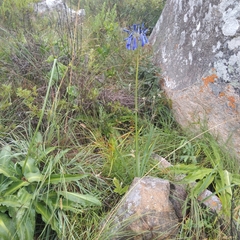 Agapanthus inapertus