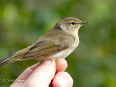 Iberian Chiffchaff photo 5