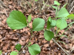 Grewia biloba