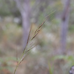 Austrostipa semibarbata