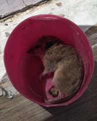 Sminthopsis crassicaudata