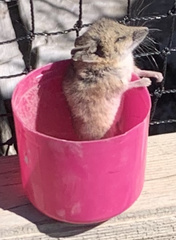 Sminthopsis crassicaudata