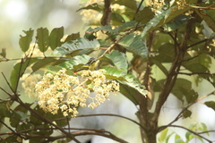 Pogoniulus atroflavus