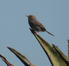 Cisticola fulvicapilla fulvicapilla