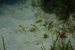 Halophila