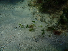 Halophila