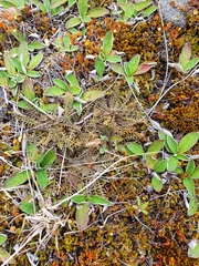 Lepidium solandri