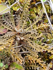 Lepidium solandri