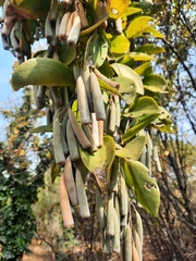 Neoalsomitra clavigera