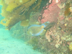 Meuschenia freycineti
