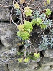 Sedum kimnachii