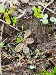 Myosotis brevis