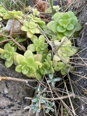 Sedum kimnachii