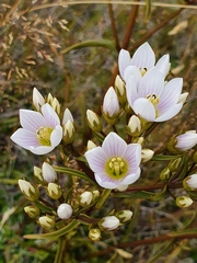Gentianella corymbifera gracilis