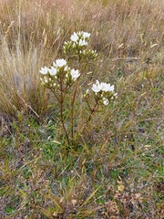 Gentianella corymbifera gracilis