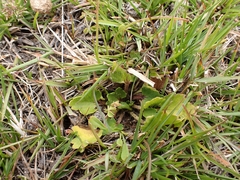 Ranunculus cheesemanii